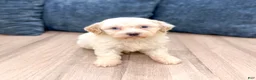 Havanese dogs for sale: Harvey - Ad 2