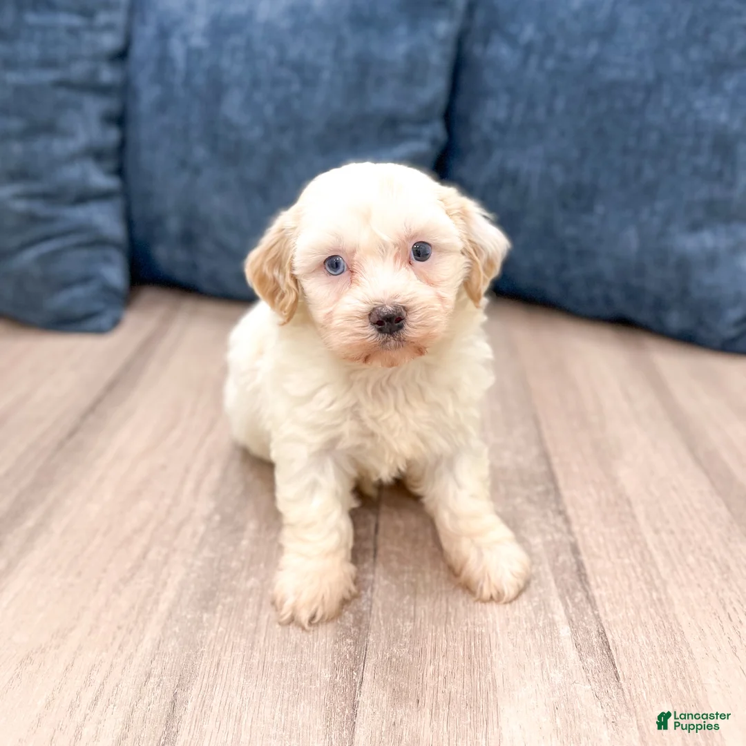 Havanese dogs for sale: Harvey - Ad 2
