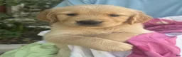 Golden Retriever dogs for sale: Koko - Ad 3