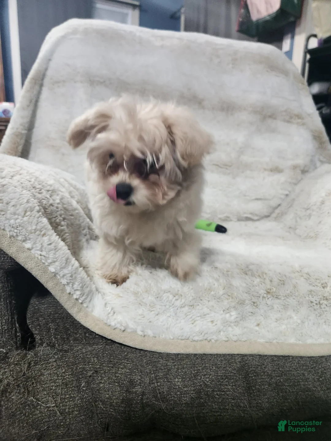 Pomapoo dogs for sale: Chole - Ad 9