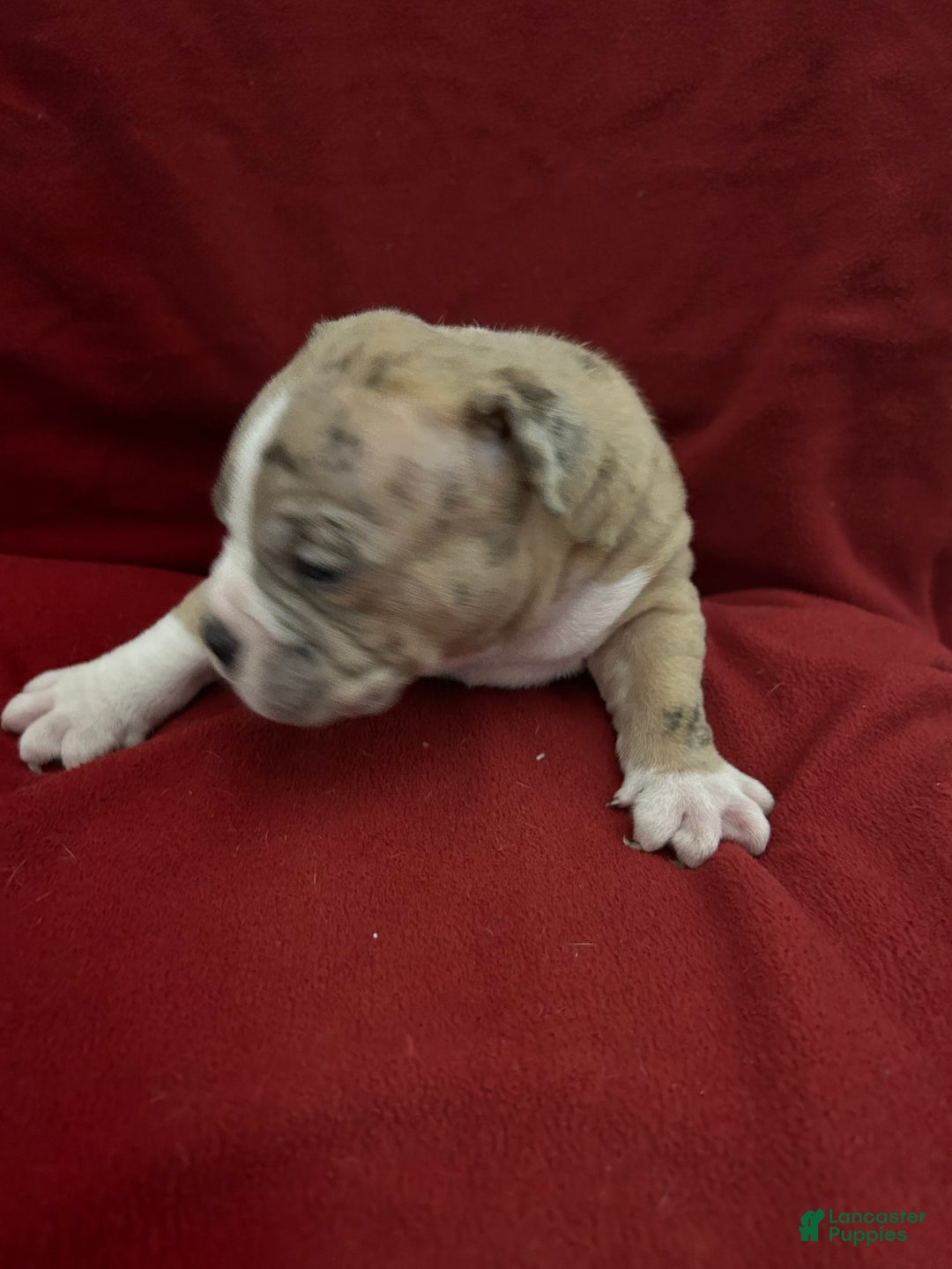 American Bully dogs for sale: American Bully Puppy 1 - Ad 10