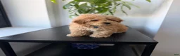 Mixed Breed dogs for sale: Simba - Ad 2