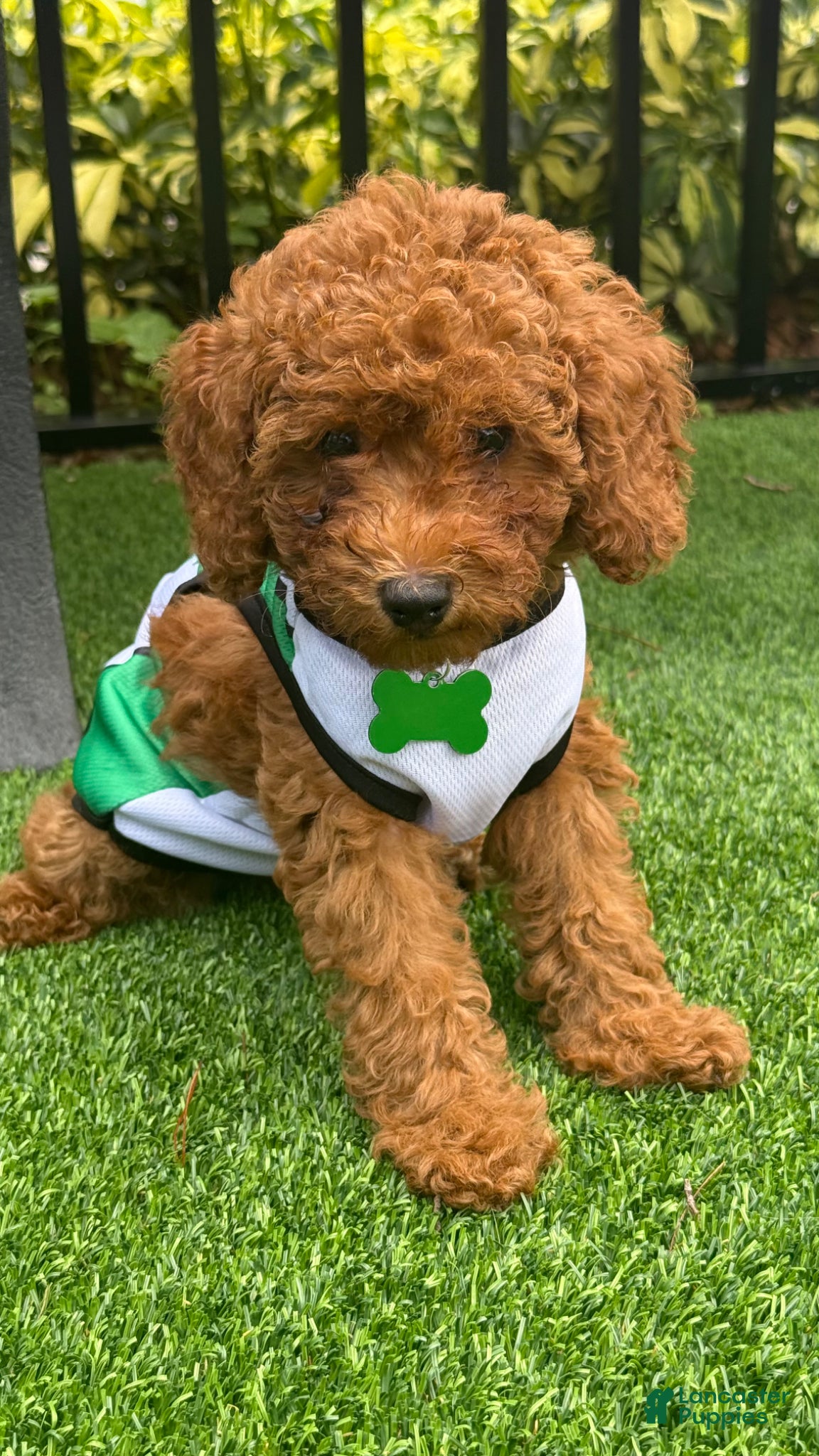 Miniature Poodle dogs Marley  - Ad 20