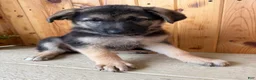 German Shepherd dogs for sale: Pippa - Ad 2