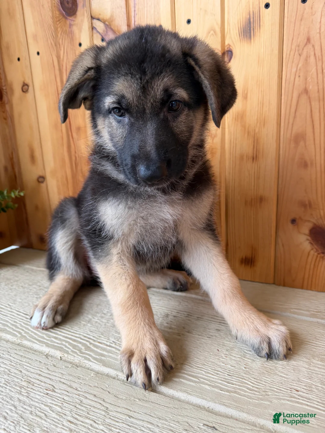 German Shepherd dogs for sale: Pippa - Ad 2