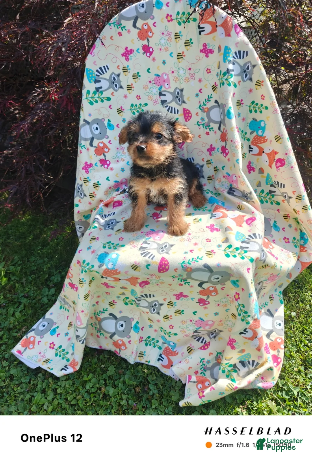 Yorkiepoo dogs for sale: Yorkiepoo 4 - Ad 4