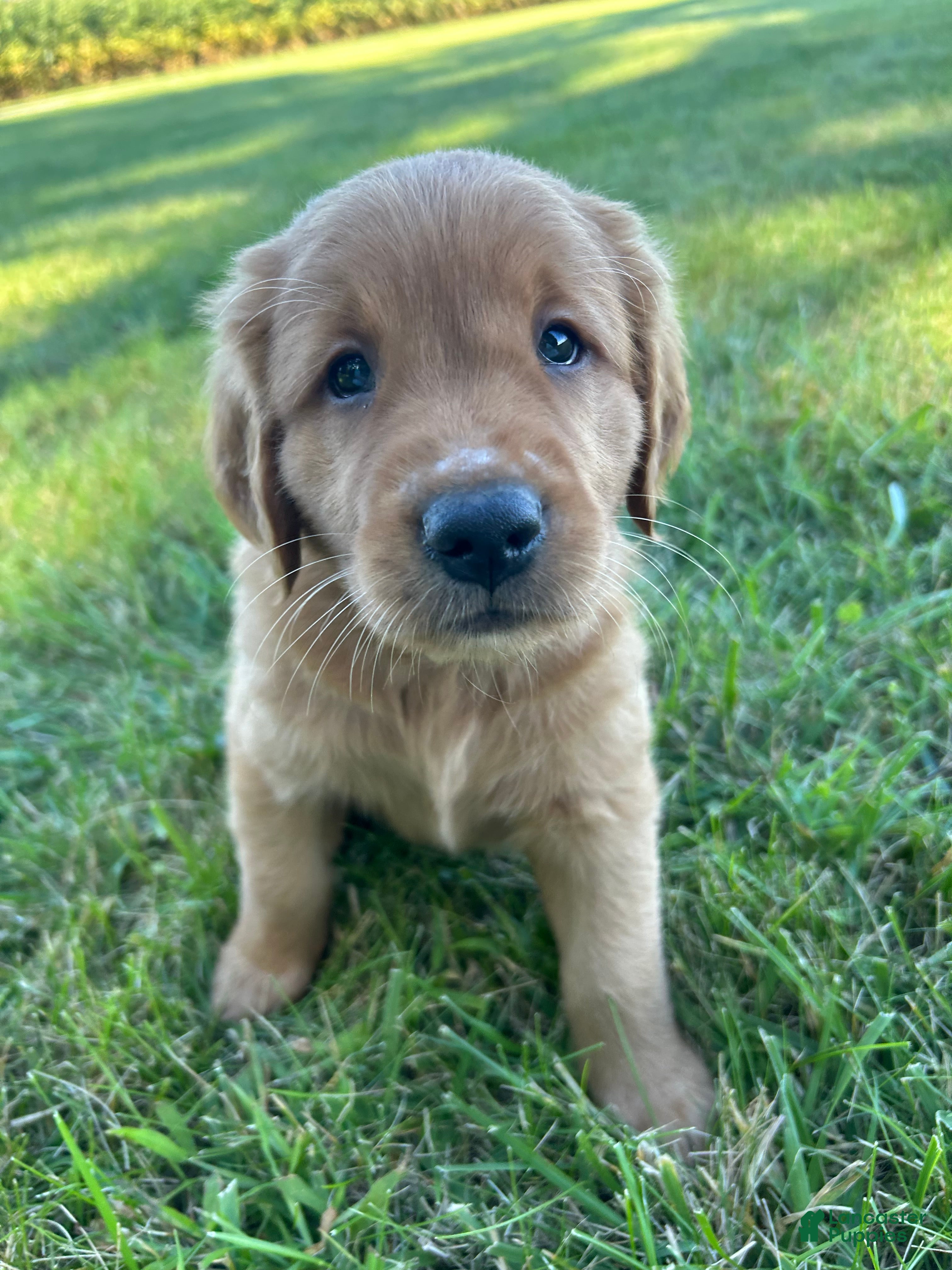 Golden Retriever dogs Cooper - Ad 2