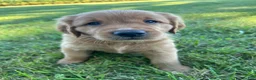Golden Retriever dogs for sale: Cooper - Ad 2