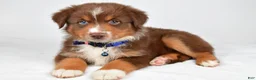 Miniature Australian Shepherd dogs for sale: Jett - Ad 7