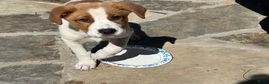Mixed Breed puppy #2