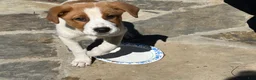 Mixed Breed dogs for sale: Mixed Breed puppy #2 - Ad 1