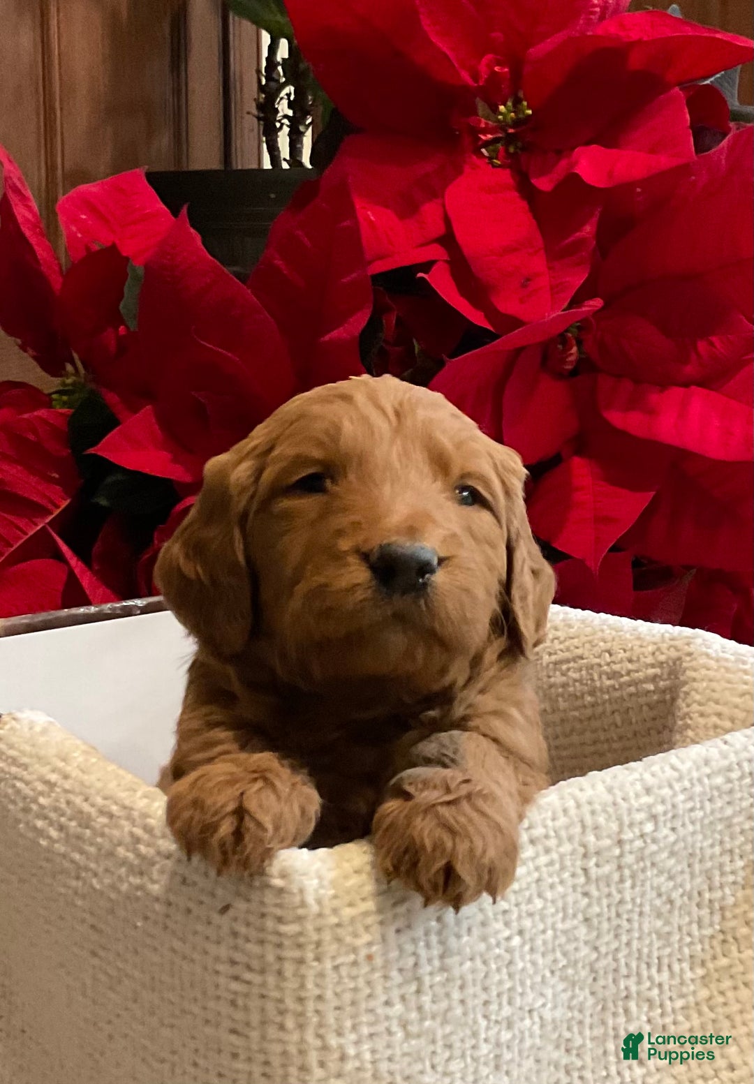 Goldendoodle dogs for sale: Goldendoodle Puppy 5 - Ad 1