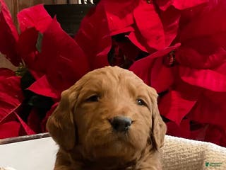 Goldendoodle dogs Chandler - Ad 29