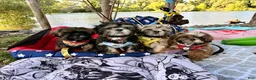 Shih Tzu dogs for sale: "Big boy" Shih Tzu Puppy 1 - Ad 8