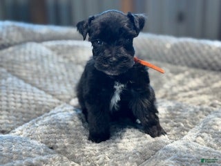 Miniature Schnauzer dogs Promise - Ad 1