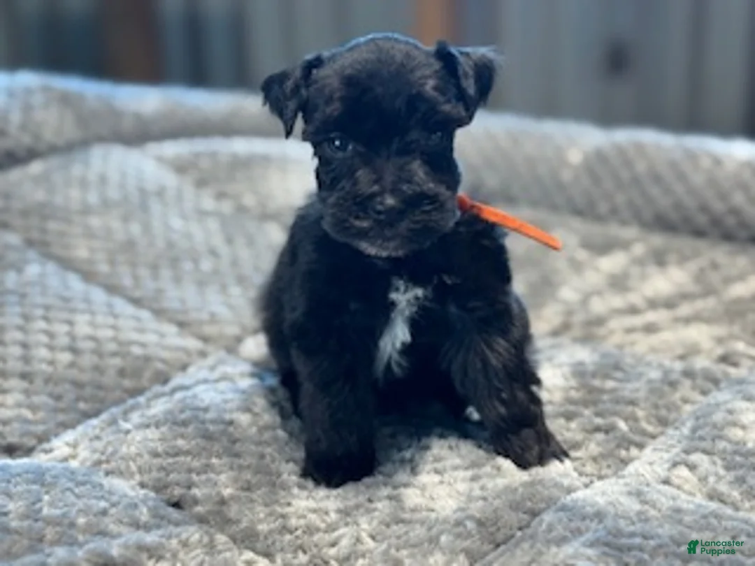 Miniature Schnauzer dogs for sale: Promise - Ad 2