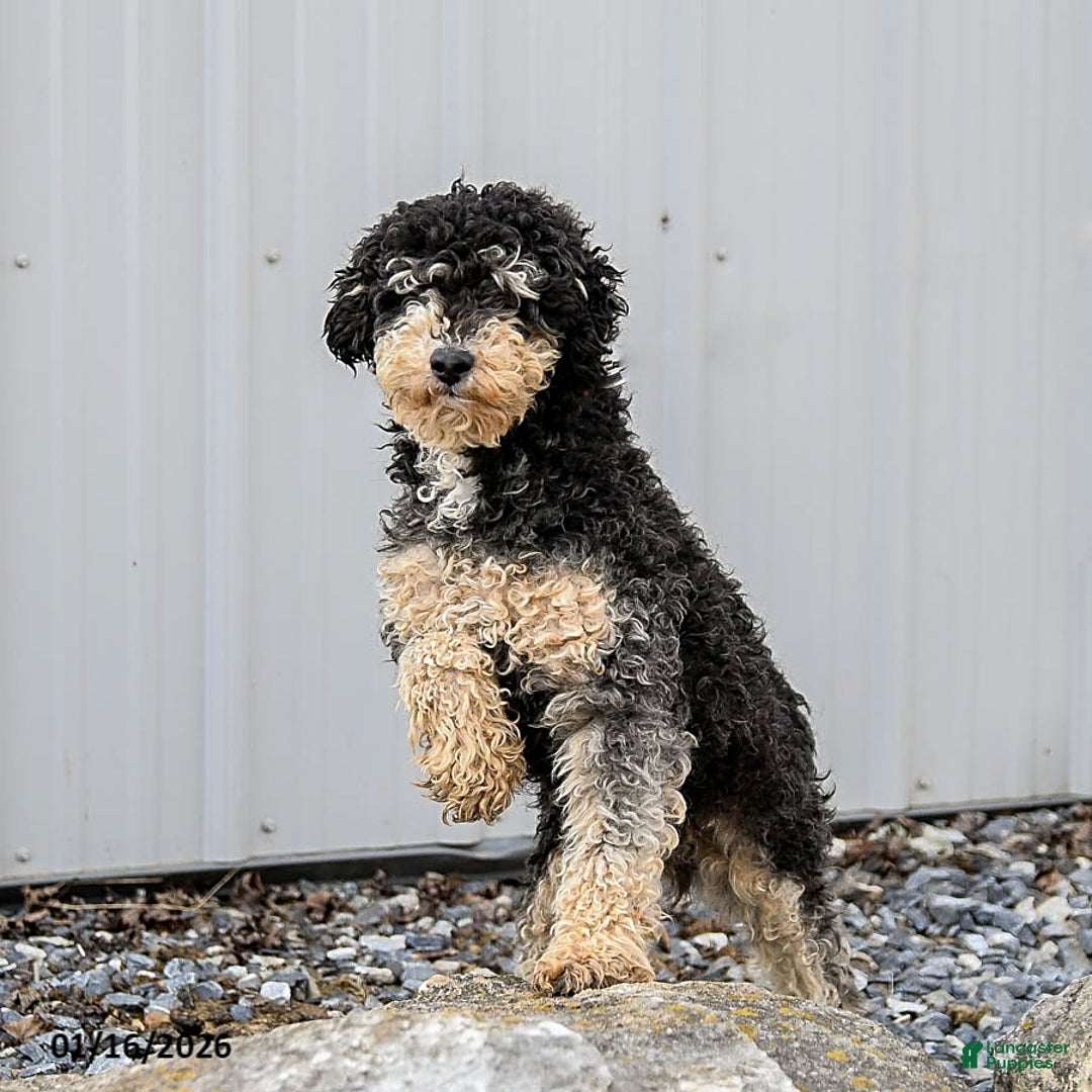 Miniature Poodle dogs for sale: Max - Ad 2