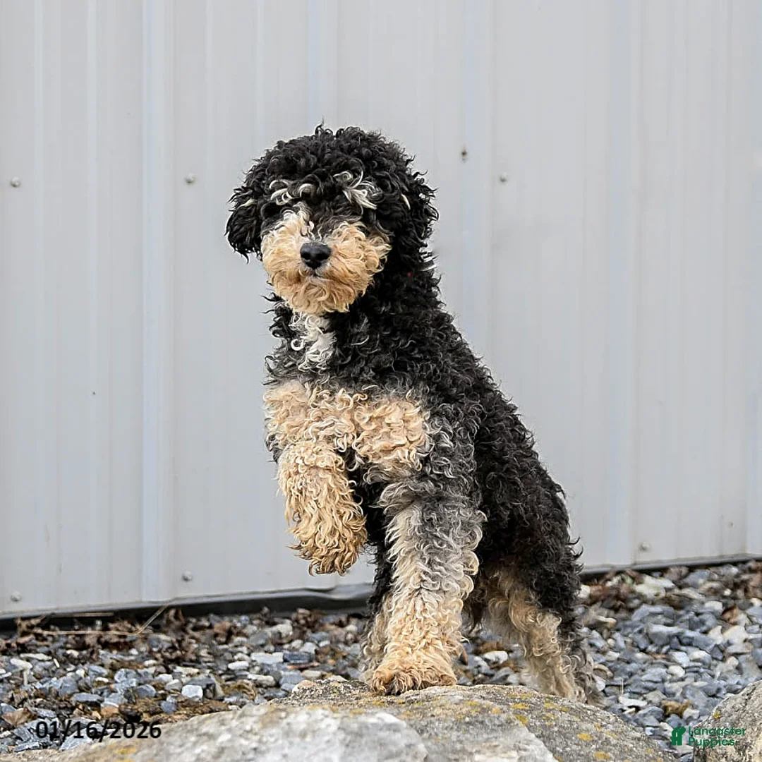 Miniature Poodle dogs for sale: Max - Ad 2