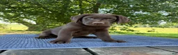 Labrador Retriever dogs for sale: Max - Ad 5