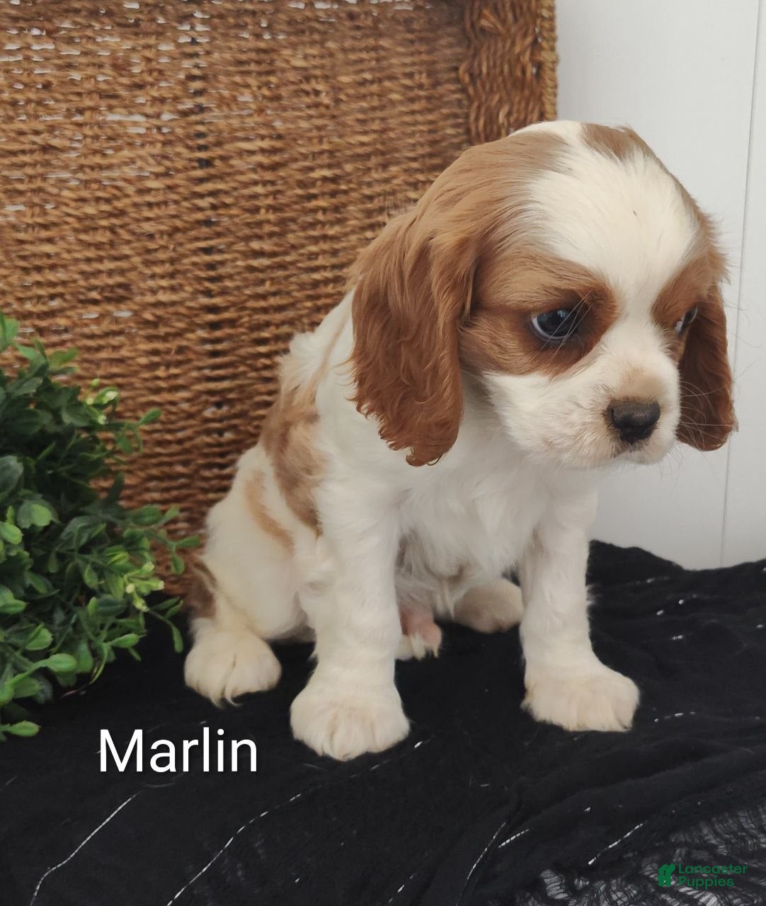 Cavalier King Charles Spaniel dogs Marlin  - Ad 2