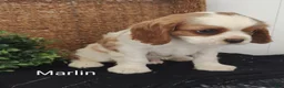 Cavalier King Charles Spaniel dogs for sale: Marlin  - Ad 2