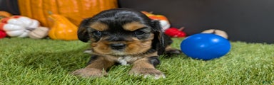 Cavalier King Charles Spaniel Puppy 3