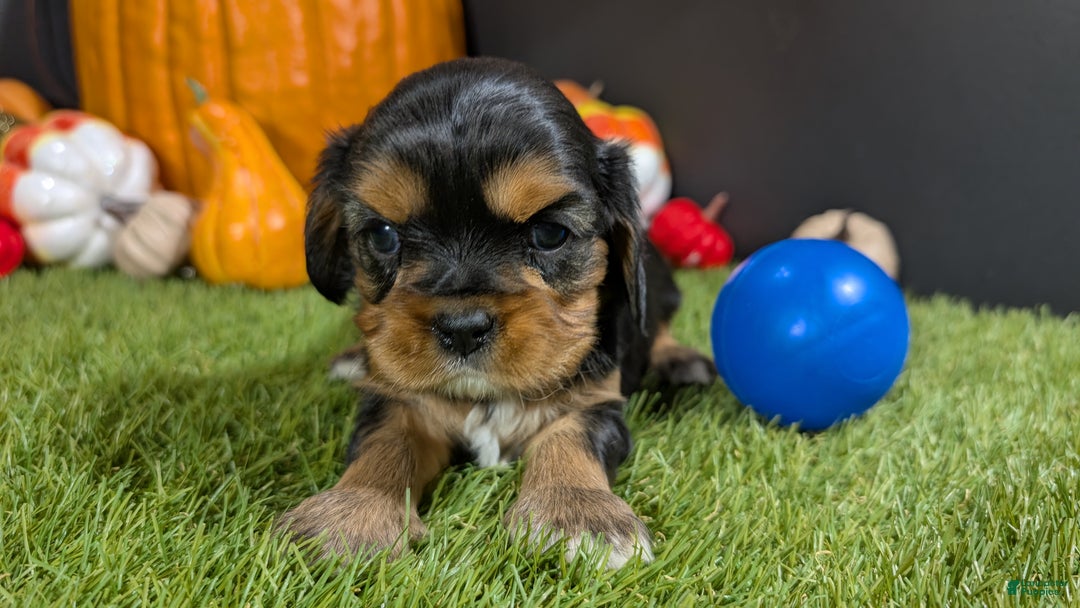 Cavalier King Charles Spaniel dogs for sale: Cavalier King Charles Spaniel Puppy 3 - Ad 1