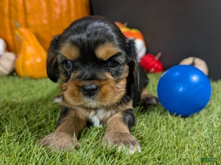 Cavalier King Charles Spaniel dogs Cavalier King Charles Spaniel Puppy 3 - Ad 1