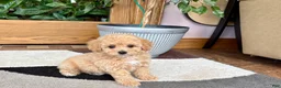 Mixed Breed dogs for sale: Mixed Breed 2 - Ad 3