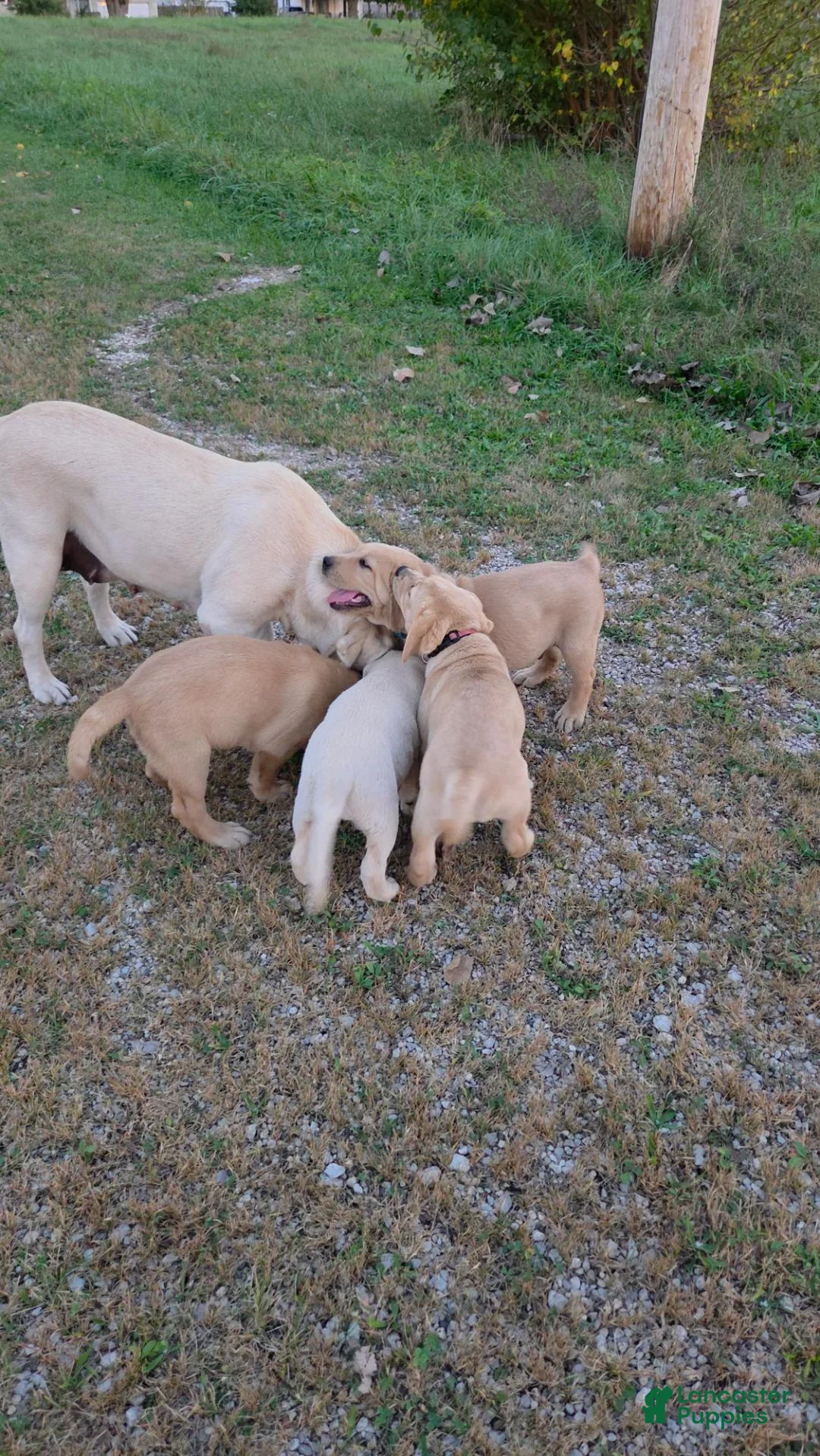 Labrador Retriever dogs for sale: Labrador Retriever 4Meet Your New Best Friend! Beautiful Yellow Female Labrador Retriever Puppies Available 💛 - Ad 60