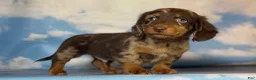 Miniature Dachshund dogs for sale: ACA Einstein LH PRA clear OFA Chic Parents - Ad 3