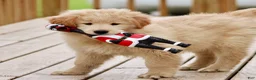 Mixed Breed dogs for sale: Mixed Breed Puppy 3 - Ad 9