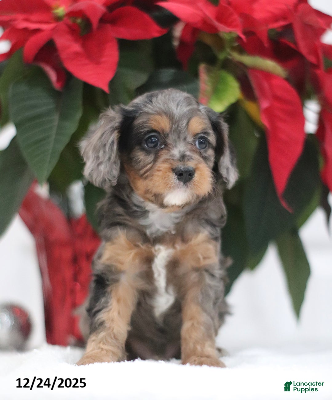 Cavapoo dogs for sale: Purdy - Ad 1