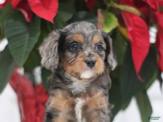 Cavapoo dogs Purdy - Ad 41