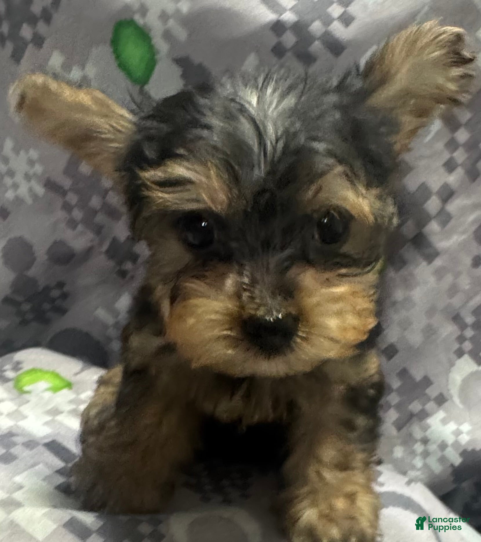 Yorkshire Terrier dogs Yorkshire Terrier  - Ad 7