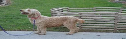 Goldendoodle dogs for sale: Shelby - Ad 7