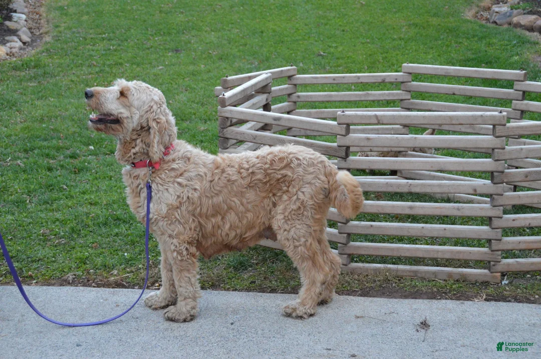 Goldendoodle dogs for sale: Shelby - Ad 7