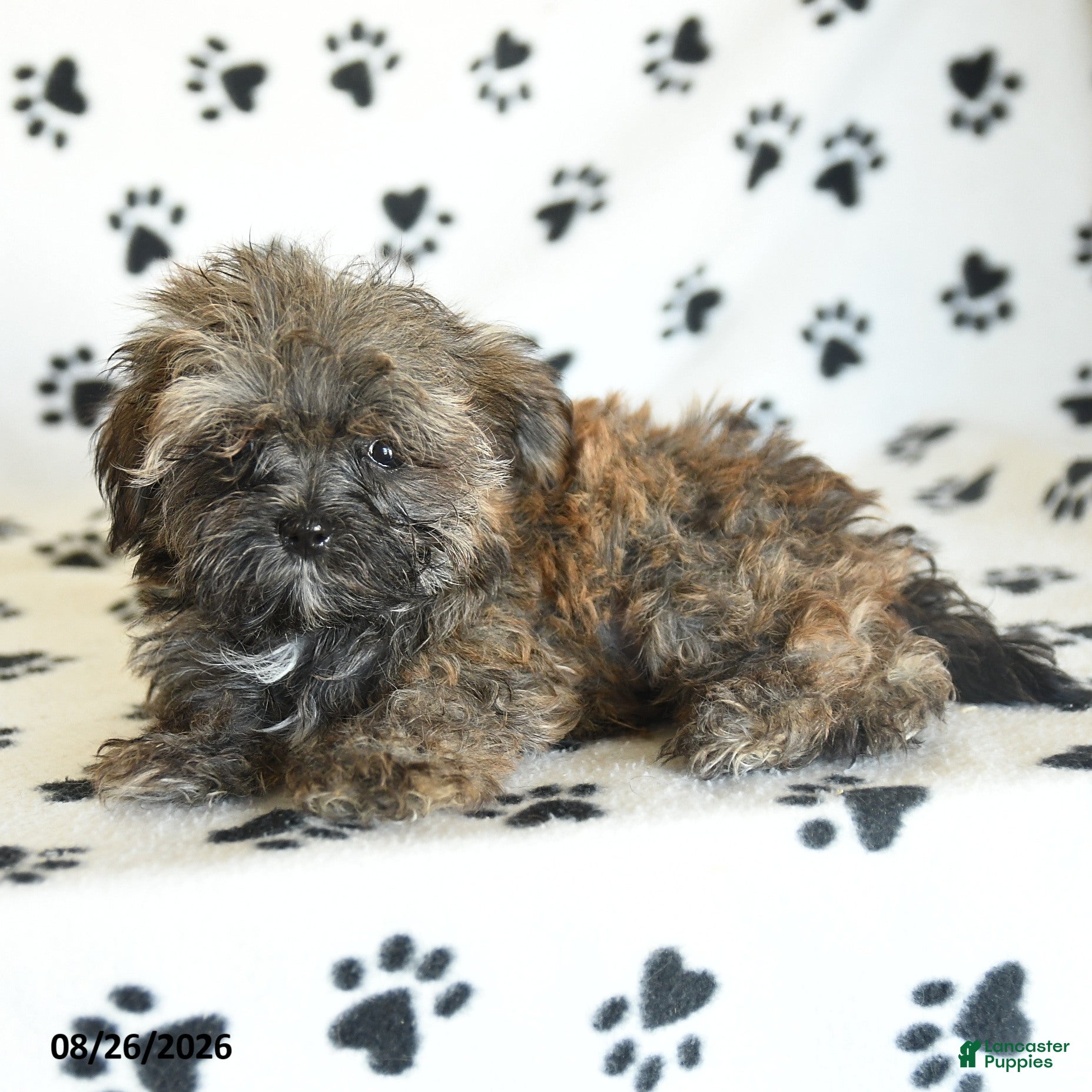 Shorkie dogs Ike - Ad 2