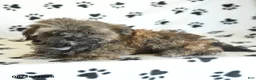 Shorkie dogs for sale: Ike - Ad 2