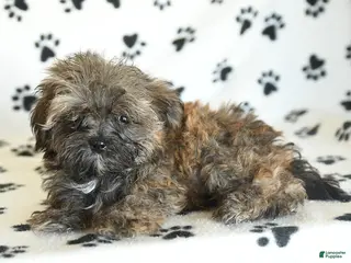 Shorkie dogs Ike - Ad 2