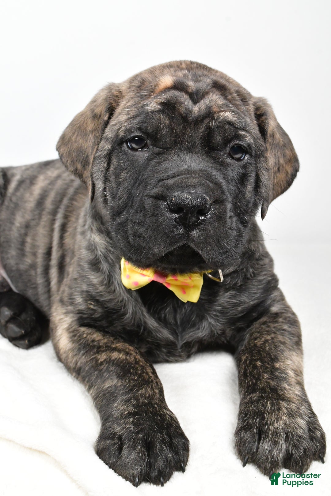 English Mastiff dogs for sale: Sheldon - Ad 5