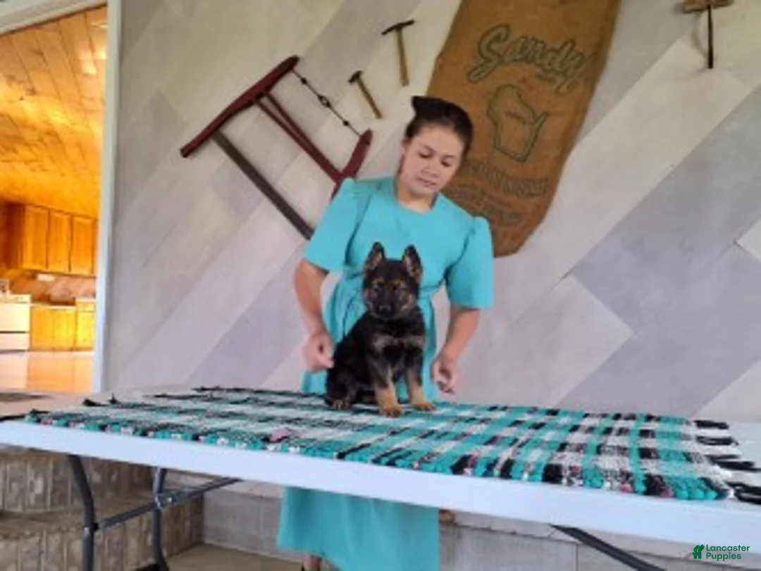 German Shepherd dogs for sale: Arthur - Ad 1