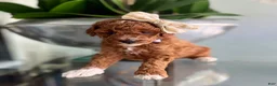 Miniature Poodle dogs for sale: Miniature Poodle 4 - Ad 5