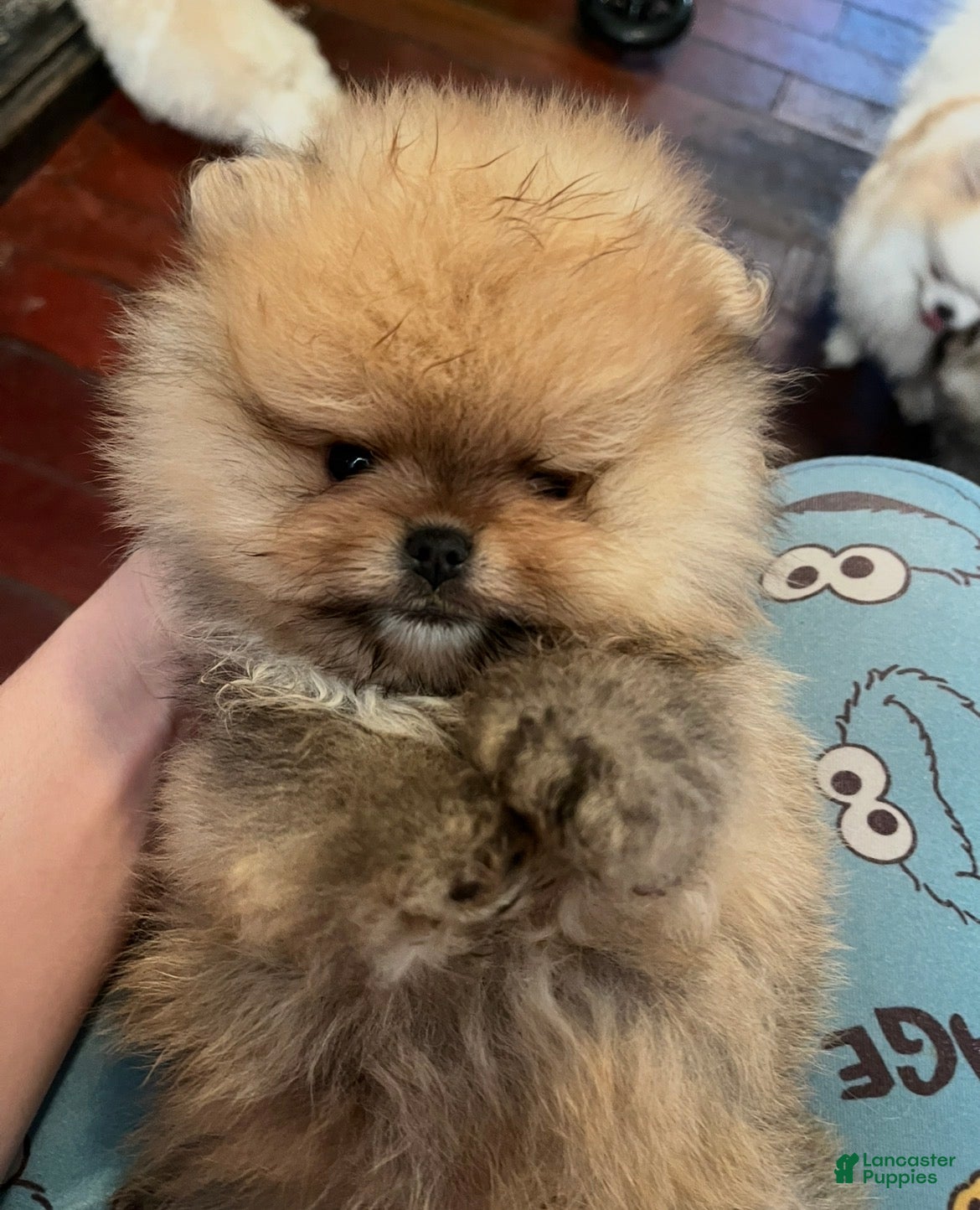 Pomeranian dogs for sale: Pomeranian Puppy 1 - Ad 3