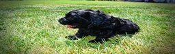 Havapoo dogs for sale: Isabella - Ad 19