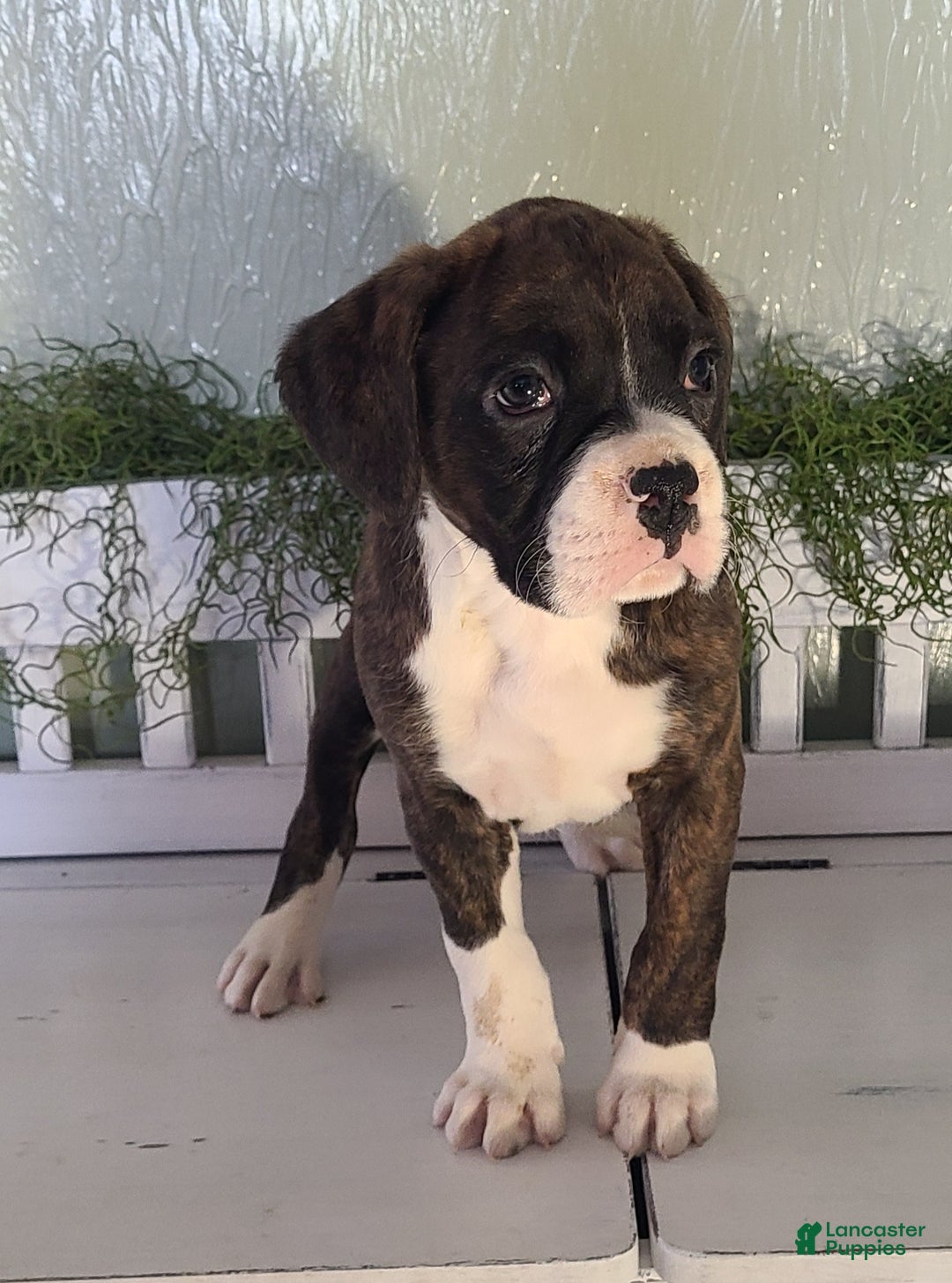 Boxer dogs for sale: Rocky - Ad 5
