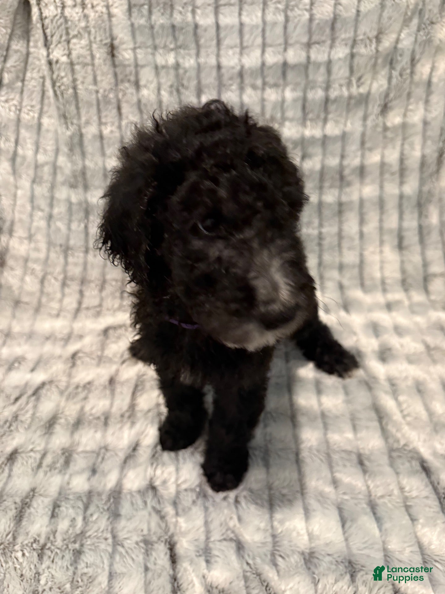 Standard Poodle dogs Standard Poodle 1 - Ad 11