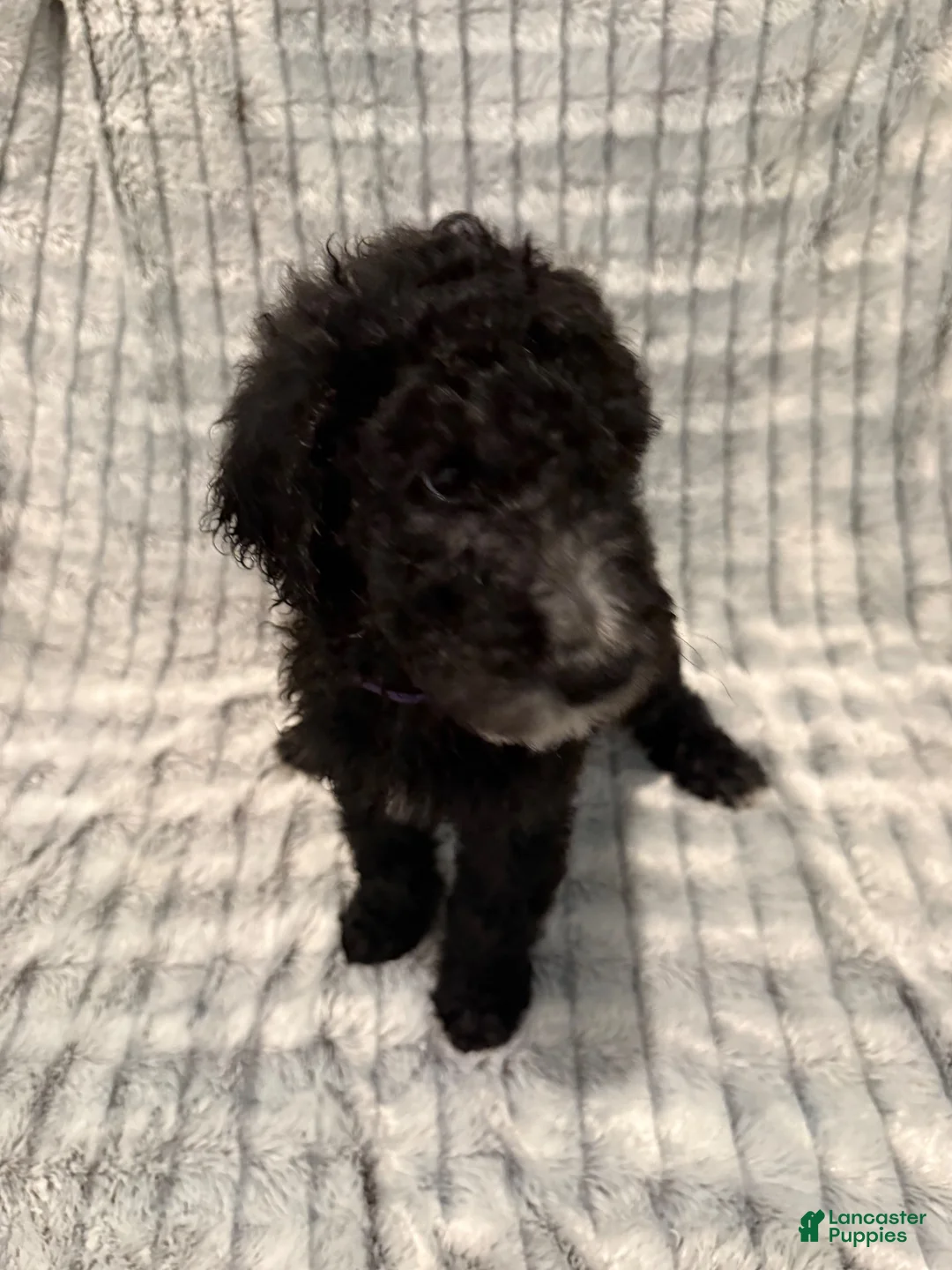 Standard Poodle dogs for sale: Standard Poodle 1 - Ad 1
