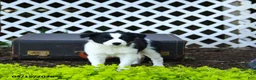 Border Collie dogs for sale: Leia - Ad 2