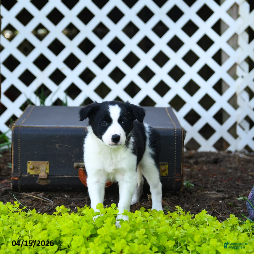 Border Collie dogs for sale: Leia - Ad 2
